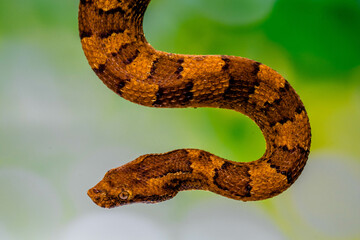 Obraz premium Candoia carinata, known commonly as the Pacific ground boa, Pacific keel-scaled boa, or Indonesian tree boa, is a species of snake in the family Boidae