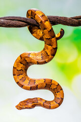 Candoia carinata, known commonly as the Pacific ground boa, Pacific keel-scaled boa, or Indonesian tree boa, is a species of snake in the family Boidae