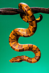 Candoia carinata, known commonly as the Pacific ground boa, Pacific keel-scaled boa, or Indonesian tree boa, is a species of snake in the family Boidae