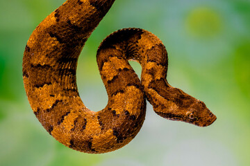 Candoia carinata, known commonly as the Pacific ground boa, Pacific keel-scaled boa, or Indonesian tree boa, is a species of snake in the family Boidae