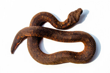 Obraz premium Candoia carinata, known commonly as the Pacific ground boa, Pacific keel-scaled boa, or Indonesian tree boa, is a species of snake in the family Boidae