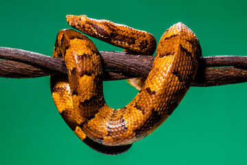 Candoia carinata, known commonly as the Pacific ground boa, Pacific keel-scaled boa, or Indonesian tree boa, is a species of snake in the family Boidae