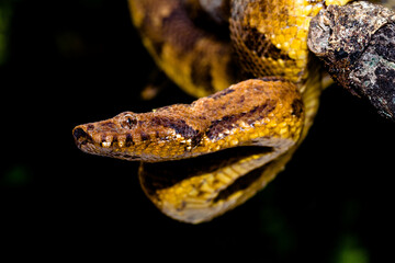 Candoia carinata, known commonly as the Pacific ground boa, Pacific keel-scaled boa, or Indonesian tree boa, is a species of snake in the family Boidae