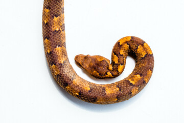 Candoia carinata, known commonly as the Pacific ground boa, Pacific keel-scaled boa, or Indonesian tree boa, is a species of snake in the family Boidae