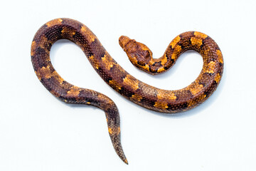 Candoia carinata, known commonly as the Pacific ground boa, Pacific keel-scaled boa, or Indonesian tree boa, is a species of snake in the family Boidae