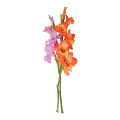Orange Purple gladiolus flower stem isolated on transparent background	
