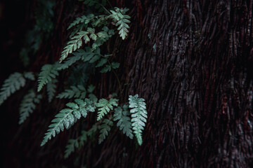 Tree fern stem and leaves, Badger Weir, Yarra Ranges, Australia. Nature background in dark and...