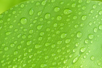 Abstract water drop on leaf isolated on green leaf background. freshness concept, earth day, design elements.