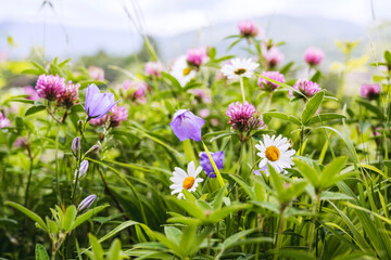 Mountain freshness. Spring mountain flowering meadow. Close-up of wildflowers clover flowers, daisies, bluebells