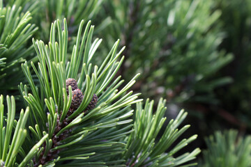 close up of pine needles
