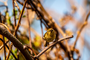 Pájaro posado en la rama de un árbol.