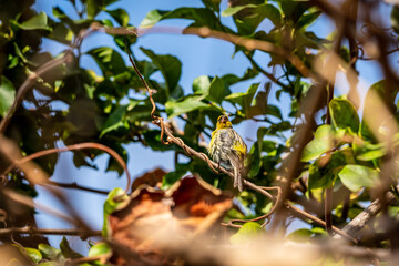 Pájaro posado en la rama de un árbol.