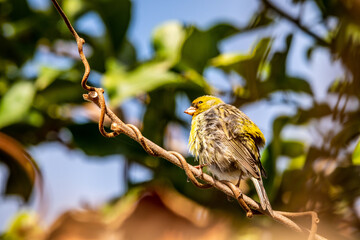 Pájaro posado en la rama de un árbol.