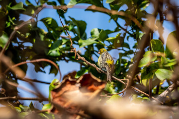 Pájaro posado en la rama de un árbol.