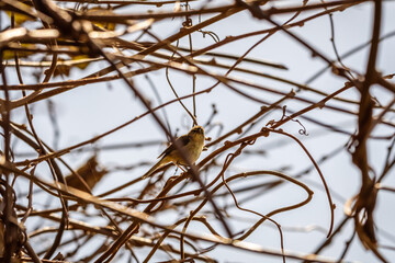 Pájaro posado en la rama de un árbol.