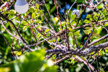 Pájaro posado en la rama de un árbol.