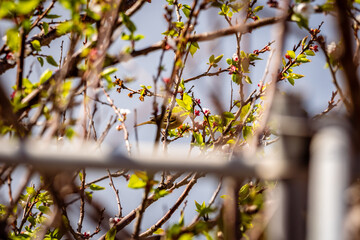 Pájaro posado en la rama de un árbol.