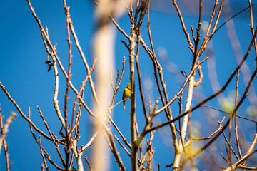 Pájaro posado en la rama de un árbol.