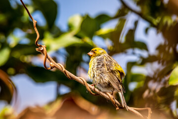 Pájaro posado en la rama de un árbol.