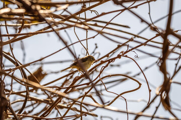 Pájaro posado en la rama de un árbol.