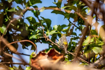 Pájaro posado en la rama de un árbol.
