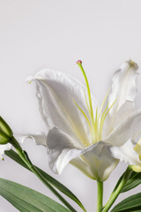 Fototapeta na wymiar Lilly flowers on white background. Flora wallpaper backdrop.