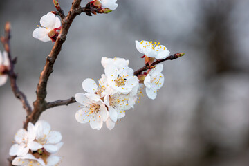 Branch of apricot with blooming flowers