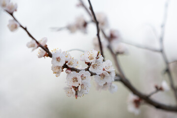 Branch of apricot with blooming flowers