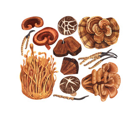 Watercolor medicinal mushroom frame, adaptogenic plant. Hand-drawn illustration isolated on white background. Perfect concept for healthy chinese medicine popular superfood, design packing.