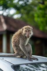 Long tailed mongkey (Macaca fascicularis). Faced on close up