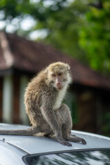 Long tailed mongkey (Macaca fascicularis). Faced on close up