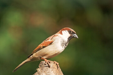 House Sparrow A11497