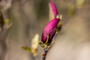 Young magnolia bud.