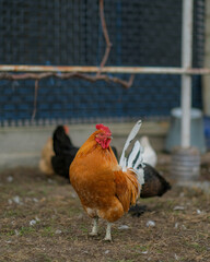 Red hen in the chicken coop on a farm