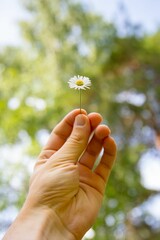 Closeup of a hand holding a common daisy in nature