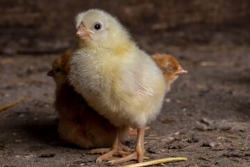 Little chickens at a poultry farm.
