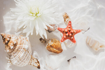 Obraz na płótnie Canvas sea ​​shells and starfish, tropical water background, aqua texture