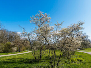 Landschaftspark Grütt in Lörrach - Der größte Park in Lörrach mit Rasen- und Pflanzflächen
