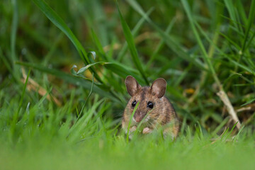 a portrait from the nocturnal yellow necked mouse, apodemus flavicollis, in the garden on the green...