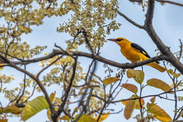 Indian Oriole sitting and resting on a tree
