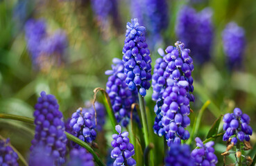 Armenian grapevine on a sunny day.