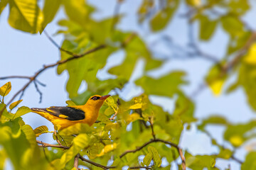An Indian Oriole on a tree
