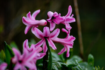 Fototapeta premium purple flower