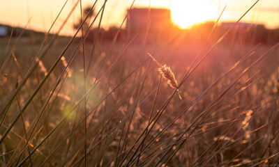 Sunset through the grass