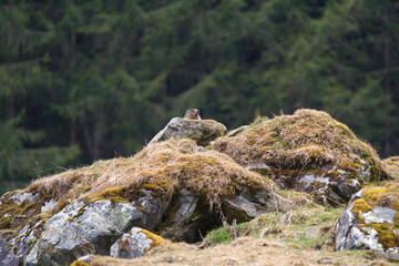 a marmot to his cave in the mountains at a spring morning after hibernation