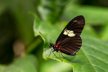 Naklejka na ściany i meble Doris Longwing - Heliconius doris, small beautiful colorful butterfly from New World, Panama.