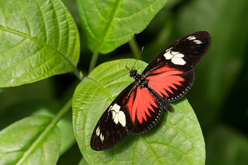 Fototapeta na wymiar Doris Longwing - Heliconius doris, small beautiful colorful butterfly from New World, Panama.
