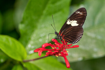 Naklejka premium Doris Longwing - Heliconius doris, small beautiful colorful butterfly from New World, Panama.