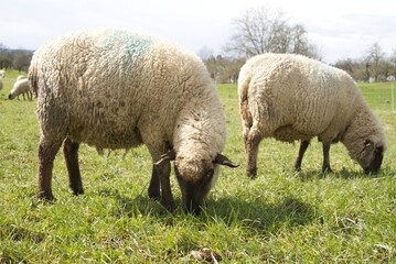 Obraz na płótnie Canvas Two sheep happily graze on a lush meadow