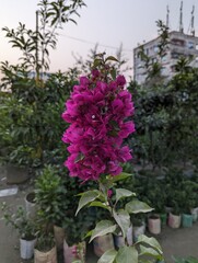 A beautiful Bougainvillea spectabilis tree filled with pink-colored flowers on top and green-colored leaves on the bottom, inside of a nursery with other trees on the surroundings. 
